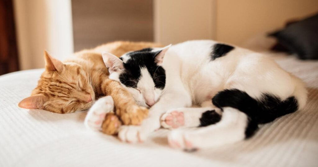 la-ema-respalda-la-primera-vacuna-veterinaria-con-tecnologia-de-arn-para-gatos